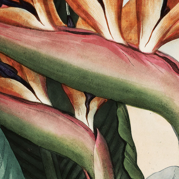 Detail view of greens, pinks, orange and yellows of Bird of Paradise flower