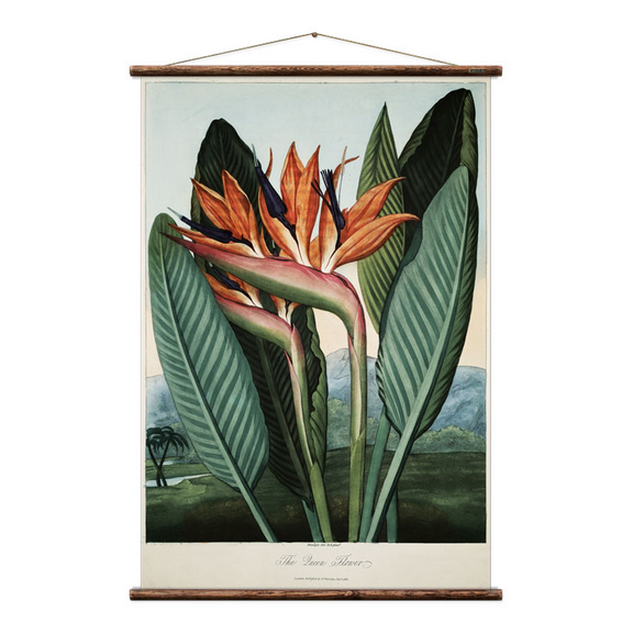 Full view of Bird of Paradise wall chart