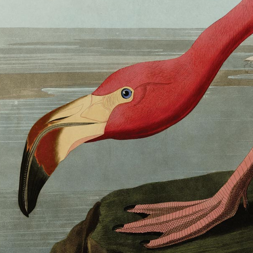 Detail view of the pink, yellow and brown colors of the flamingo's head and foot